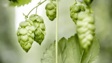 Hopfenblüten